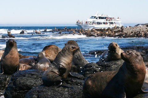 Phillip Island Seal-Watching Cruise - Taree Accommodation 2