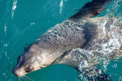 Phillip Island Seal-Watching Cruise - Taree Accommodation 8