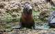 Phillip Island Seal-Watching Cruise - thumb 5