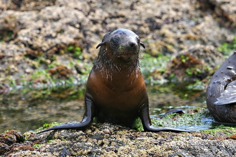 Phillip Island Seal-Watching Cruise - Taree Accommodation 5