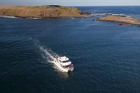 Phillip Island Seal-Watching Cruise - Taree Accommodation 6