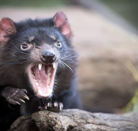 Port Arthur and Tassie Devils Active Day Tour from Hobart - Taree Accommodation