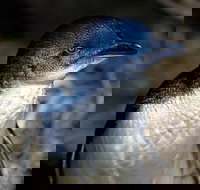 Bonnet Island Experience departing from Strahan - Taree Accommodation