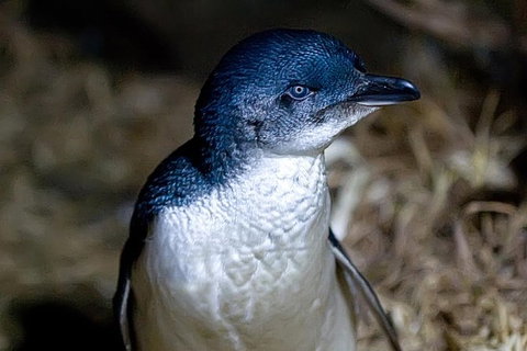 Bonnet Island Experience Departing From Strahan - Taree Accommodation 0