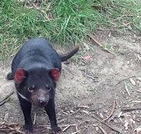 Private Bonorong Wildlife Sanctuary and Richmond 5 Hour Trip from Hobart - Taree Accommodation