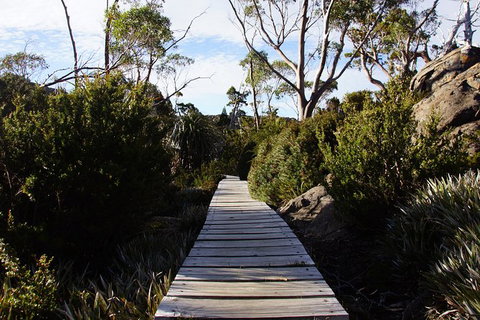 Mount Field National Park - Tarn Shelf & Russell Falls - Guided Hiking Tour - Taree Accommodation 5