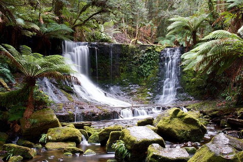Mount Field National Park - Tarn Shelf & Russell Falls - Guided Hiking Tour - Taree Accommodation 10