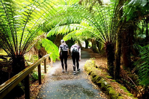 Mount Field National Park - Tarn Shelf & Russell Falls - Guided Hiking Tour - Taree Accommodation 7
