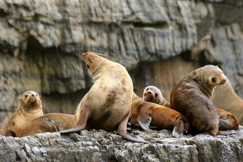Day Trip To Tasman Peninsula And Port Arthur Historic Site From Hobart - Taree Accommodation 14