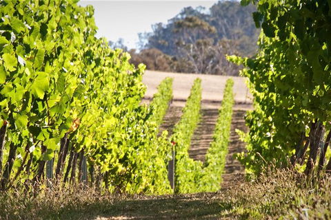 Richmond And Wine Tour Departing Hobart - Taree Accommodation 1