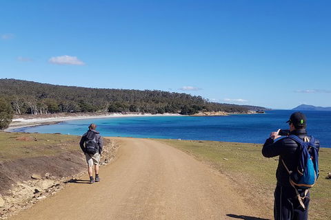Maria Island National Park - Day Walk And Picnic Lunch - Taree Accommodation 14