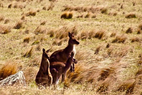 Maria Island National Park - Day Walk And Picnic Lunch - Taree Accommodation 9