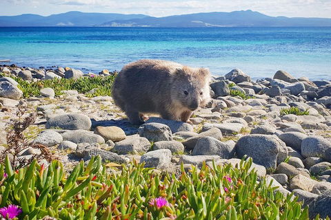 Maria Island National Park - Day Walk And Picnic Lunch - Taree Accommodation 7