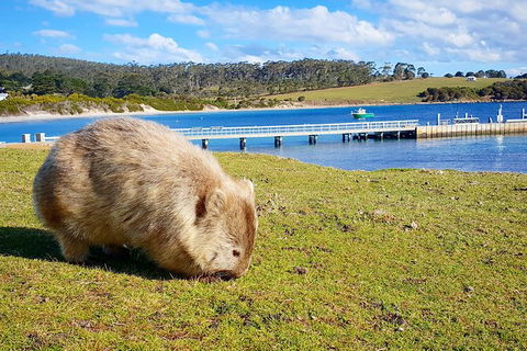 Maria Island National Park - Day Walk And Picnic Lunch - Taree Accommodation 21