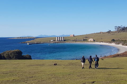Maria Island National Park - Day Walk And Picnic Lunch - Taree Accommodation 12
