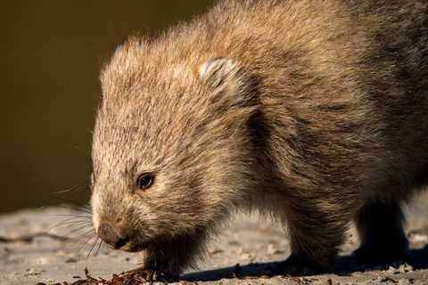 8-Day Tasman Wildlife And Wilderness Encounter Including Accommodation - Taree Accommodation 1