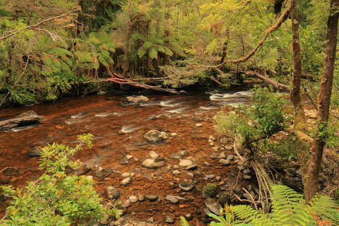 Lake St. Clair And Western Wilderness Active Day Trip From Hobart - Taree Accommodation 15