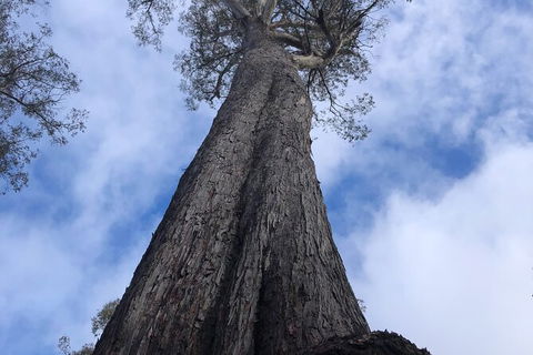 Lake St. Clair And Western Wilderness Active Day Trip From Hobart - Taree Accommodation 12