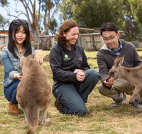 Bonorong Wildlife Park and Richmond Afternoon Tour from Hobart - Taree Accommodation