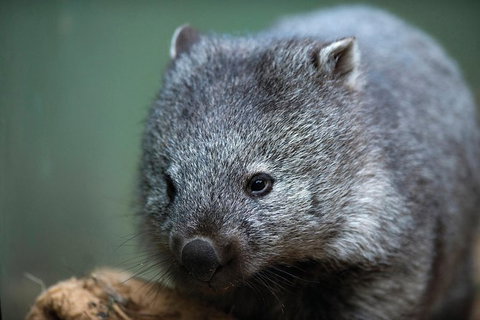 Small-group Tour From Hobart: Derwent River Valley And Coal River Valley - Taree Accommodation 3
