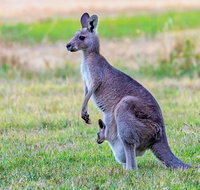 Bonorong Wildlife Park Richmond Village Hobart Highlights - Taree Accommodation