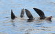 North Bruny Island Day Sail - thumb 5