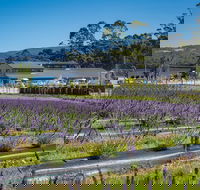 Private Tasman Peninsula Cruise Ship Tour from Port Arthur