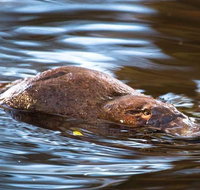 Wild-Platypus 2 hour wildlife tour - Taree Accommodation