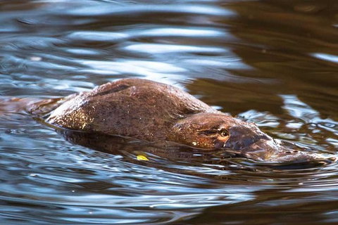 Wild-Platypus 2 Hour Wildlife Tour - Taree Accommodation 0