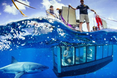 White Shark Tour With Optional Cage Dive From Port Lincoln - Taree Accommodation 0