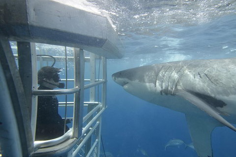 White Shark Tour With Optional Cage Dive From Port Lincoln - Taree Accommodation 2