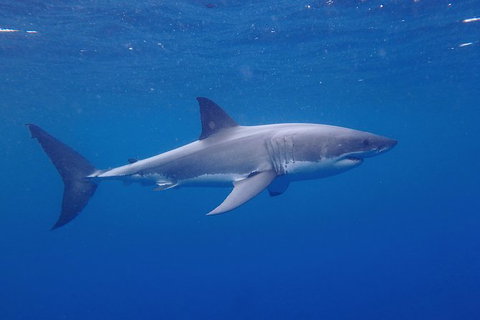 White Shark Tour With Optional Cage Dive From Port Lincoln - Taree Accommodation 5