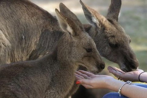 Full-Day Tour In South Australia Highlights - Taree Accommodation 7