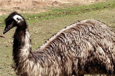 Full-Day Tour In South Australia Highlights - Taree Accommodation 3