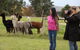 Alpaca Farm 2 Hour Tour - thumb 1