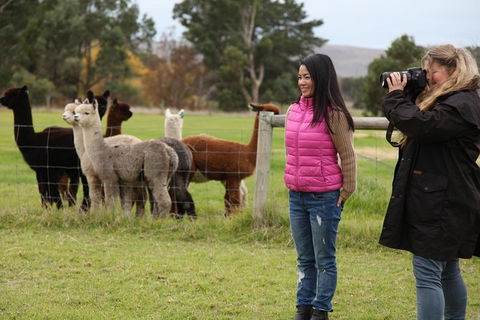 Alpaca Farm 2 Hour Tour - Taree Accommodation 1