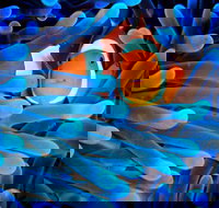 5-Day Best of Cairns with Daintree Kuranda and Great Barrier Reef - Taree Accommodation