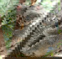 Lone Pine Koala Sanctuary Day Pass - Taree Accommodation