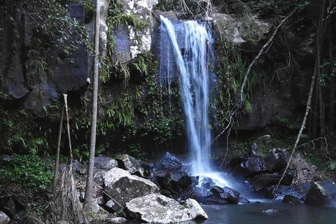 You Choose The Tour: Brisbane Private Chauffeur Driven Personal Tour - Taree Accommodation 0