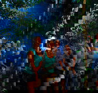 Daintree Rainforest Night Walk from Cape Tribulation - Taree Accommodation