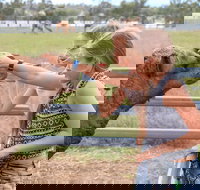 Camel Farm Deluxe Experience - Taree Accommodation