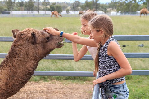 Camel Farm Deluxe Experience - Taree Accommodation 0