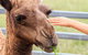 Camel Farm Deluxe Experience - thumb 1