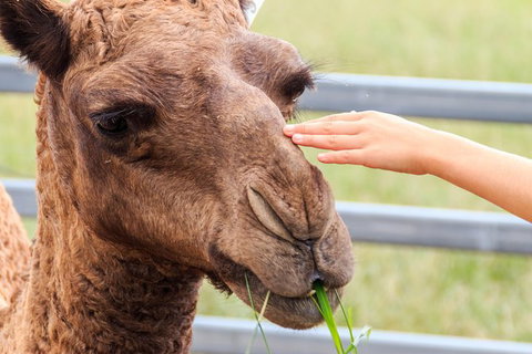 Camel Farm Deluxe Experience - Taree Accommodation 1