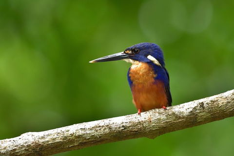 Daintree River Dawn Cruise - Taree Accommodation 0