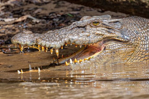 Daintree River Dawn Cruise - Taree Accommodation 15