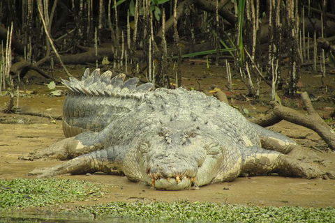 Daintree River Dawn Cruise - Taree Accommodation 13