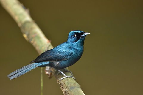 Daintree River Dawn Cruise - Taree Accommodation 11