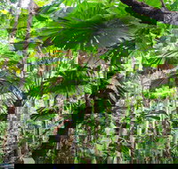 Cape Tribulation Daintree Rainforest and Wildlife Tour - Taree Accommodation