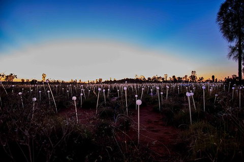 Uluru Field Of Light Sunrise Tour - Taree Accommodation 8